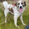 Luna - aktive Familie gesucht