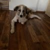 Luna - aktive Familie gesucht