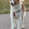 Luna - aktive Familie gesucht