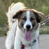 Luna - aktive Familie gesucht