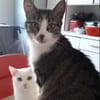 Fienne Ruhige Prinzessin sucht  Familie