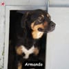 ARMANDO
