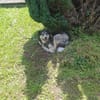Cody braucht dringend ein zu Hause