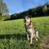 Cody braucht dringend ein zu Hause
