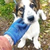 Kinderlieber Apacs sucht Familie