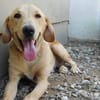 Senior Charlie sucht ruhiges Plätzchen