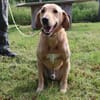 Senior Charlie sucht ruhiges Plätzchen