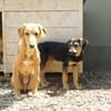 Senior Charlie sucht ruhiges Plätzchen
