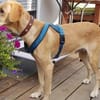 Senior Charlie sucht ruhiges Plätzchen