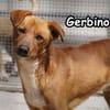 GERBINO