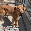 GERBINO