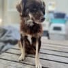 TITA (treu, zart, liebevoll)
