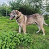 Finn sucht sein Für-Immer-Zuhause 🏠🐕
