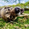 Finn sucht sein Für-Immer-Zuhause 🏠🐕