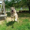 Finn sucht sein Für-Immer-Zuhause 🏠🐕