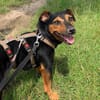 Roco4 sucht ein Zuhause/Pflegestelle