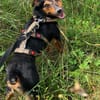 Roco4 sucht ein Zuhause/Pflegestelle