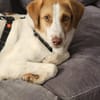 Loki: Ein Schelm sucht sein Zuhause