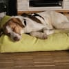 Loki: Ein Schelm sucht sein Zuhause