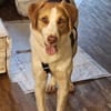 Loki: Ein Schelm sucht sein Zuhause
