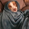 Loki: Ein Schelm sucht sein Zuhause