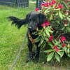 Blacky  startklar für seine Menschen