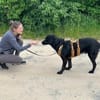 Blacky  startklar für seine Menschen