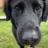 Blacky  startklar für seine Menschen