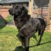 Blacky  startklar für seine Menschen
