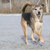 Rudi  Partner fürs Leben gesucht!