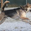 Rudi  Partner fürs Leben gesucht!