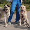 Lucky- bereit für neue Abenteuer