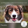 Fausto: sucht ein erfahrenes Zuhause (D)