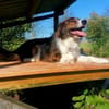Fausto: sucht ein erfahrenes Zuhause (D)