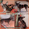 Dio sucht ein ländliches, ruhiges Heim