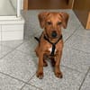 Theo sucht neues für immer Zuhause