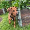 Theo sucht neues für immer Zuhause