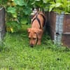 Theo sucht neues für immer Zuhause