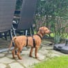 Theo sucht neues für immer Zuhause