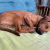 Theo sucht neues für immer Zuhause