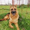 Doro sucht ab November ein zu Hause