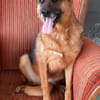 Doro sucht ab November ein zu Hause