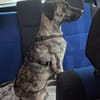 Arnie, Junghund sucht seine Familie