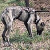 Arnie, Junghund sucht seine Familie