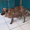 Arnie, Junghund sucht seine Familie