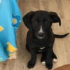 Amaya sucht dringend Familienanschluss
