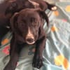 Amaya sucht dringend Familienanschluss