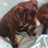 Amaya sucht dringend Familienanschluss