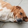 Kanela - anschmiegsame Kuschelmaus
