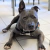 TYSON
